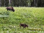 020 bison calf.jpg